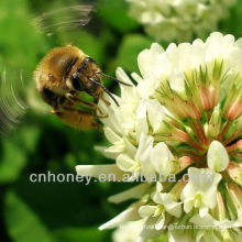 organic natural pure clover honey